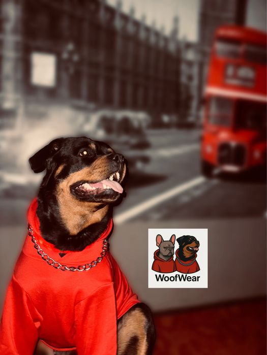 Одяг для тварин