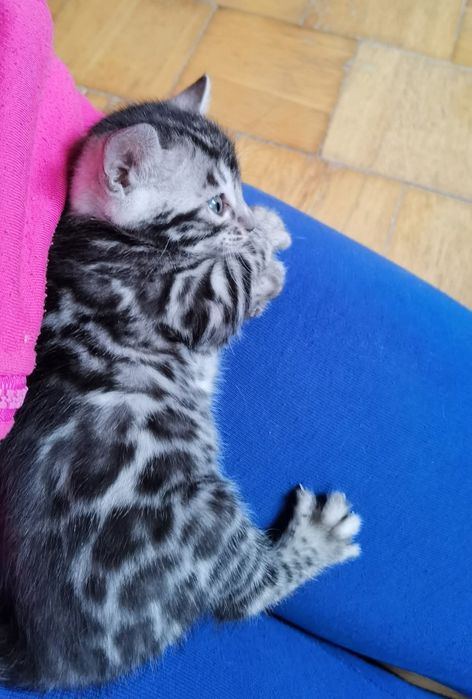 Srebrna kotka bengalska, rodowód FPL