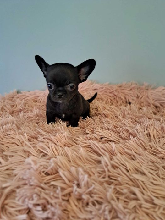 Chihuahua piesek wyjątkowy