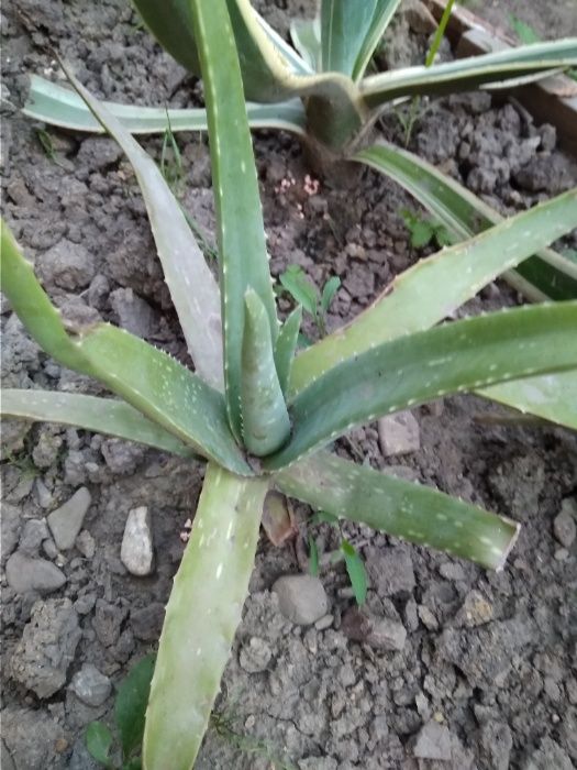 продаю алоє вера