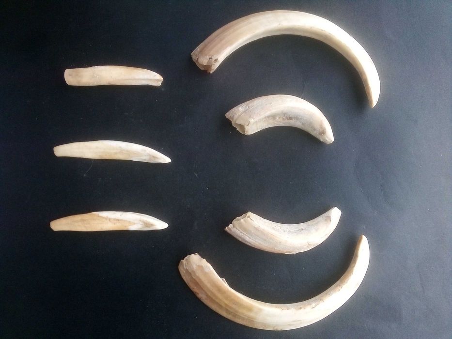 Lote de Dentes e Presas de Javali (7 Peças) – Para Artesanato / Cutelaria