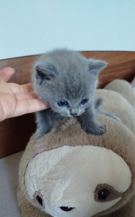 Котики прямовухі