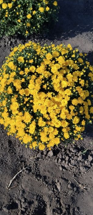 Продаж хризантем мультифлори