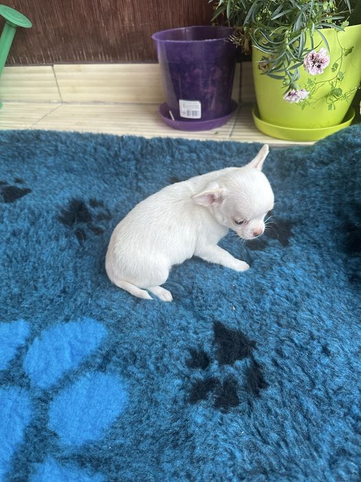 Міні дівчинка чихуахуа у Львові КСУ