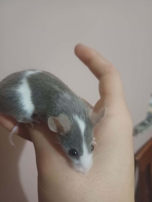 Oddam samiczki myszy