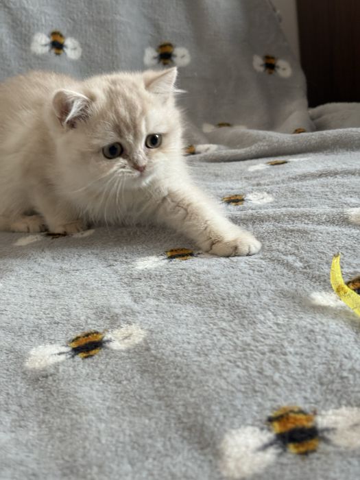 Dziewczynka brytyjska