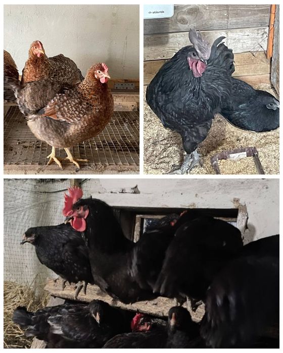 Яйцо микс цветное входит породы