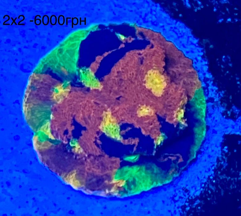 Корали Морський акваріум