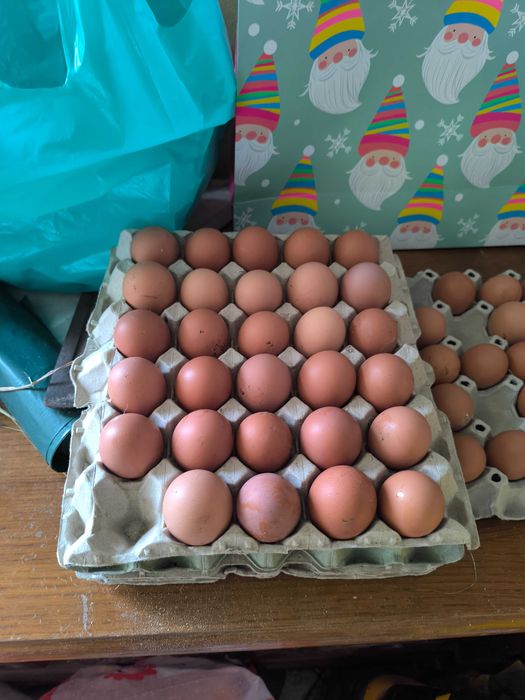 Ovos caseiros  de galinhas criadas o ar livre