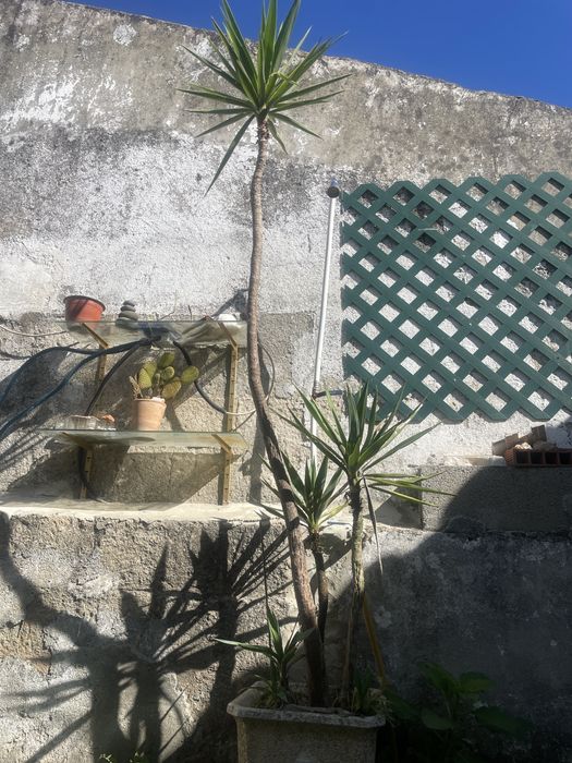 vaso em pedra com yucca