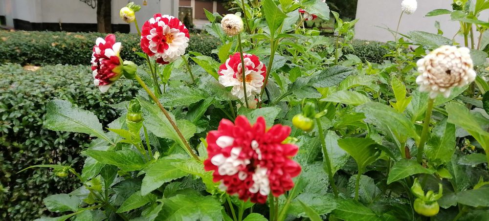 Karpa dali York and Lancaster, kup zanim będzie za późno-ilość ograniczona