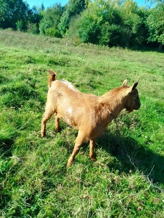 На спаровку цап  заанська порода