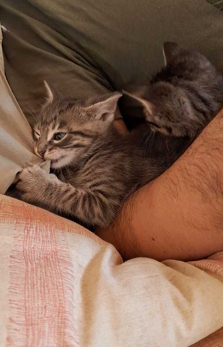 Gatos para adopção