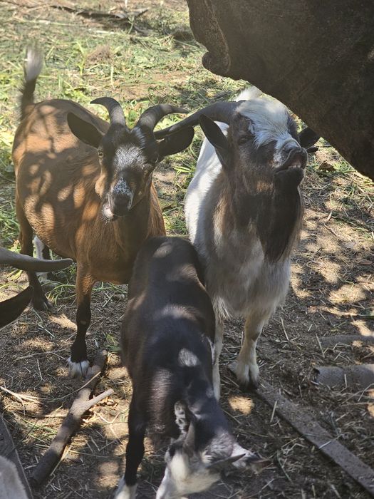 Vende se 2 cabras 1 bode
