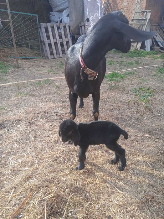 Продам козлят 100% Англо нуб э козочки та козлики