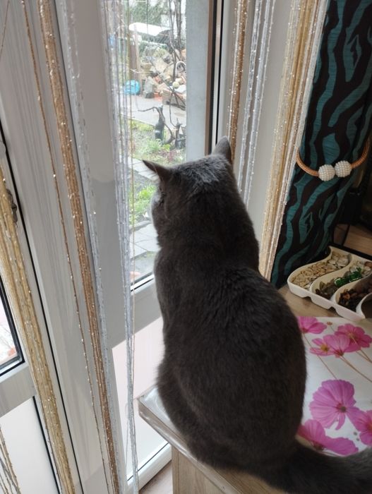 В'язка кіт британський короткошерстий прямовухий