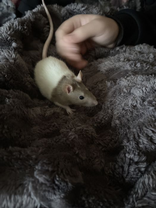 Пацючки в добрі руки