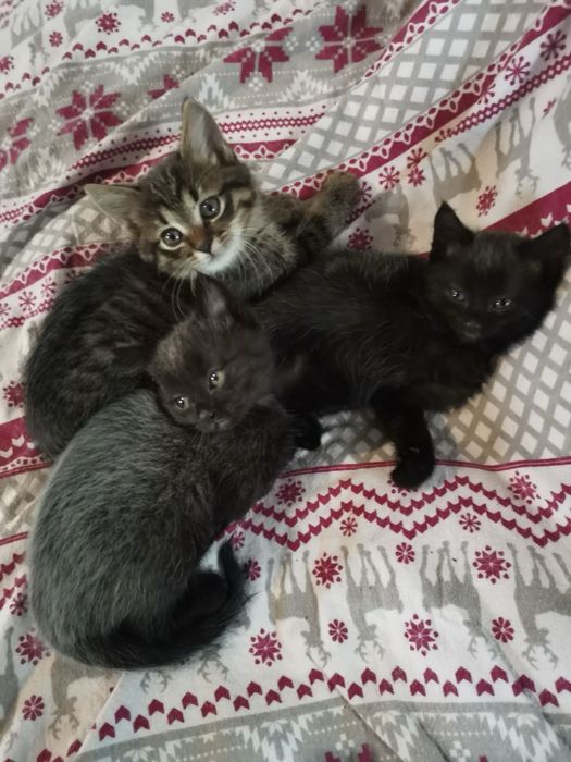 Котик та кішечки