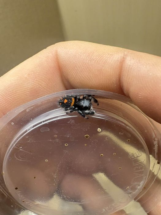 Skakun Phidippus regius Soroa SAMICZKI
