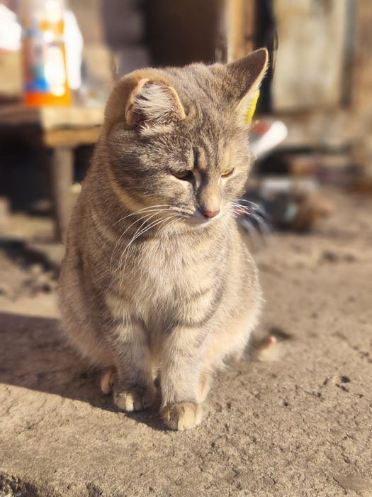 Чудові котики у пошуках найкращих родин.