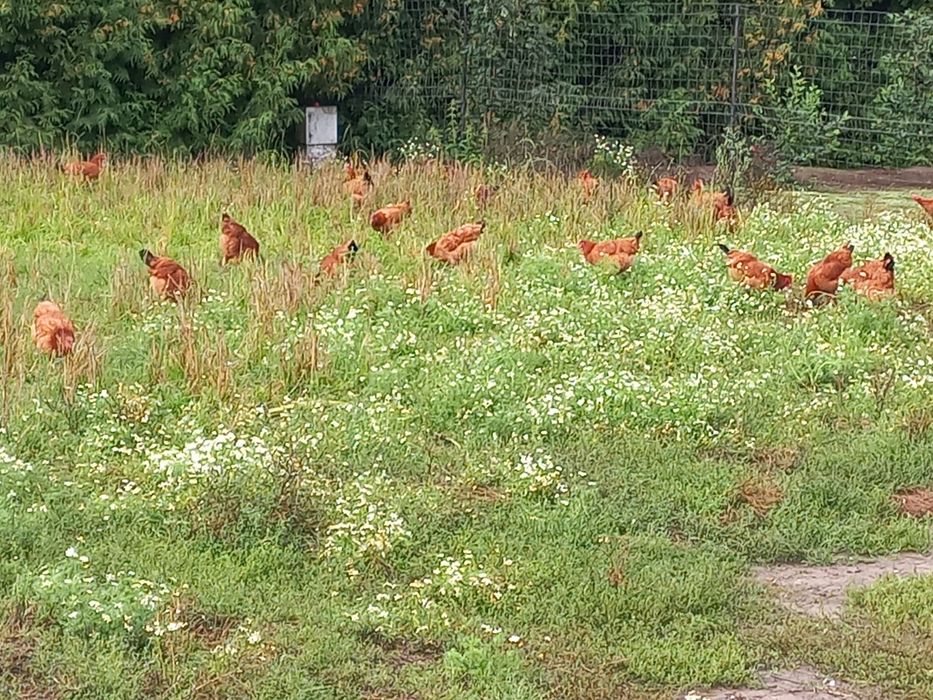 Jajka wiejskie z wolnego wybiegu