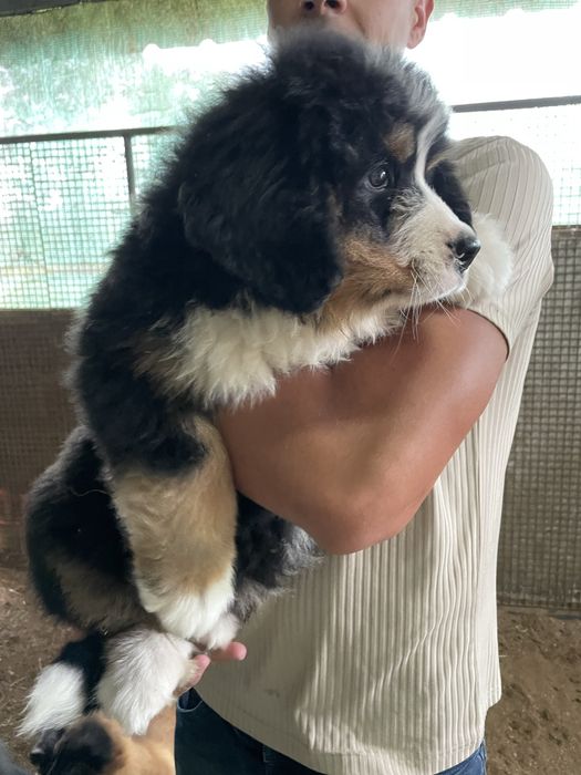 Boiadeiro de Berna LOP (pedigree) e Afixo / Bouvier Bernois