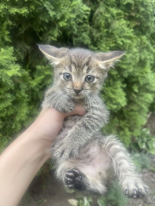 Кошенята , котики
