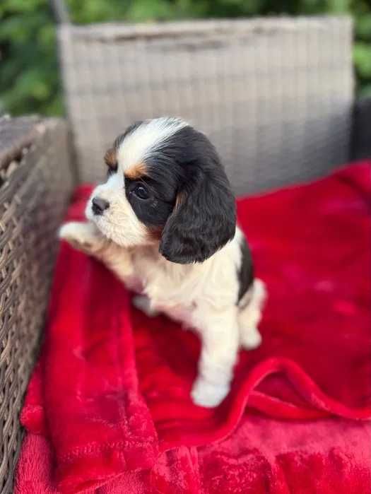 Cavalier King Charles