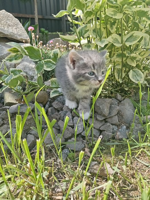 Віддаю великодні котиків у дуже добрі руки