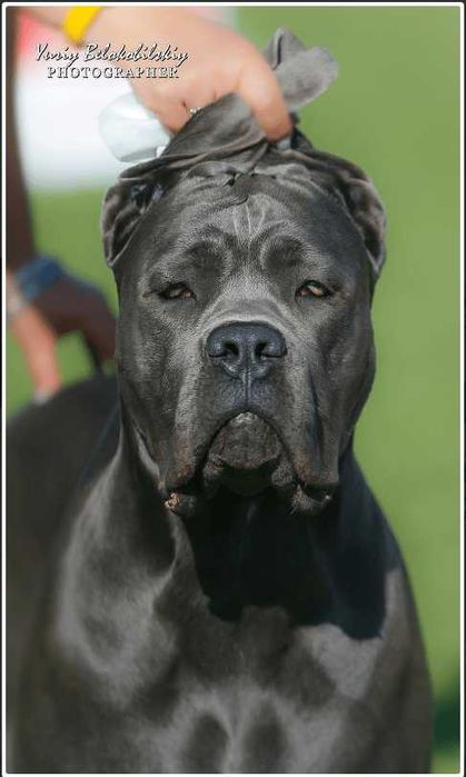 Міць та сила, Кане Корсо, цуценя