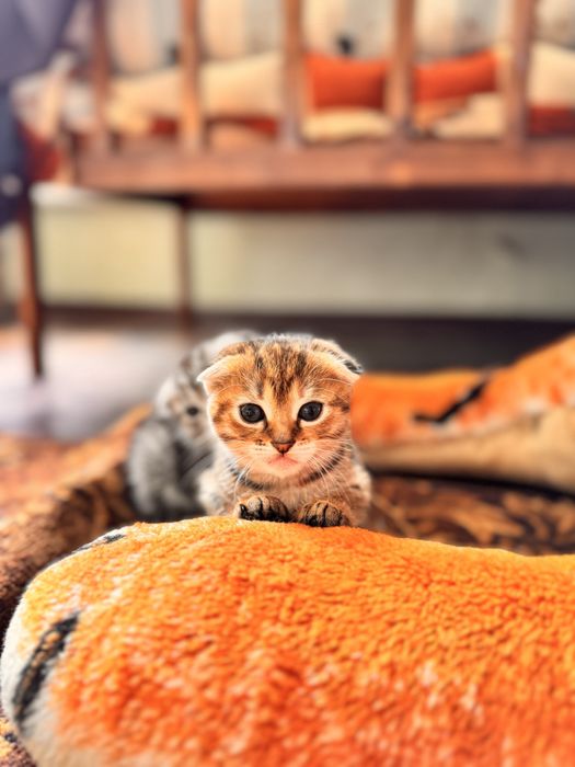 Кошенята висловухі, дівчатка