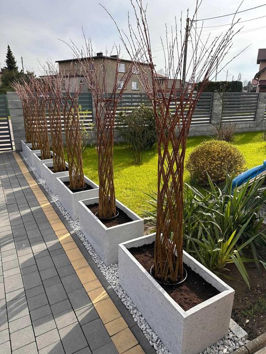 Wierzba pleciona 2 metry, drzewko ozdobne do ogrodu