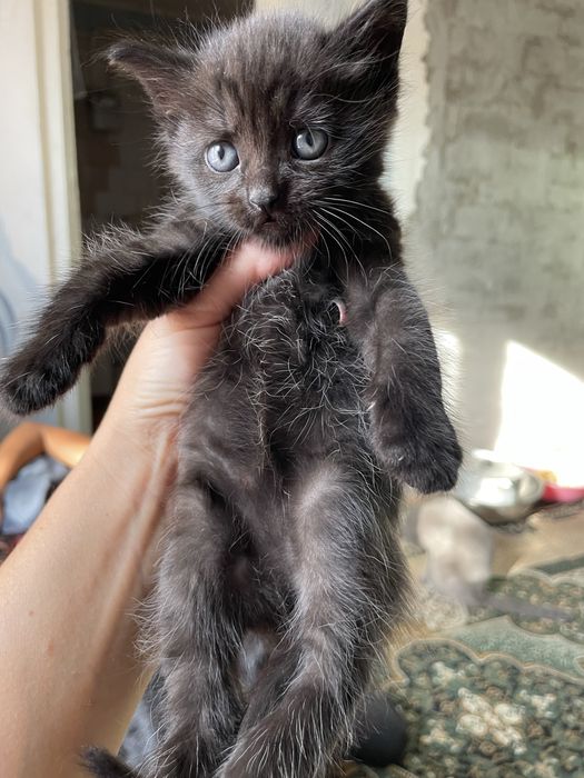 Котята від Шотландської мами