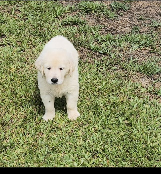 Golden Retriever   disponível.