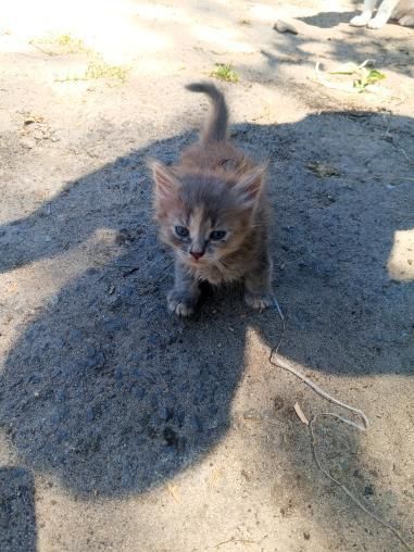 Вітдам в добрі руки