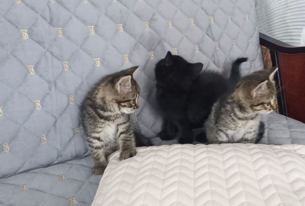 Кошенята в добрі руки