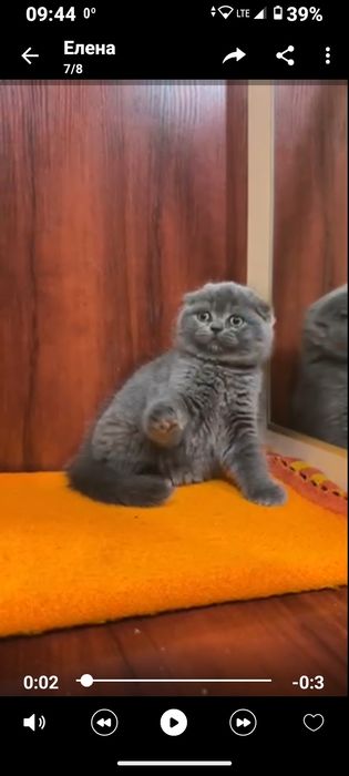 Шотландська дівчинка