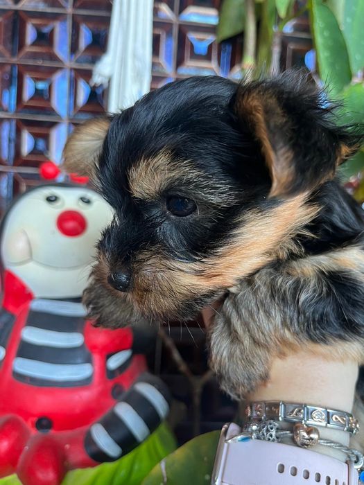 Yorkshire Terrier mini fêmea