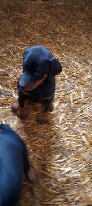 Doberman Szczenię Sprzedam