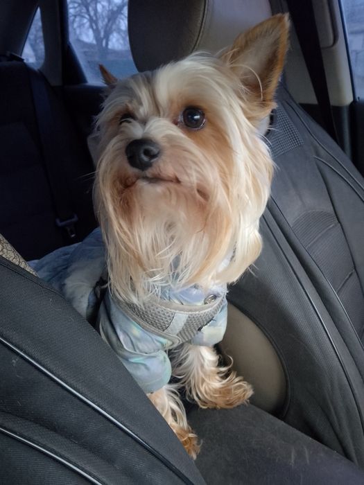 Йоркширський тер'єр.