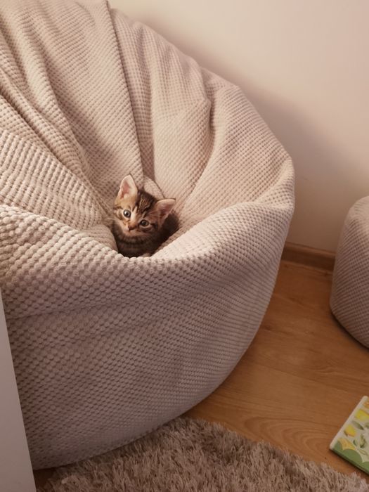 Kotkek, kocurek , półtora miesiąca, do oddania za darmo .