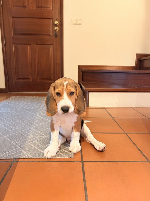 Filhote Beagle macho de 3 meses