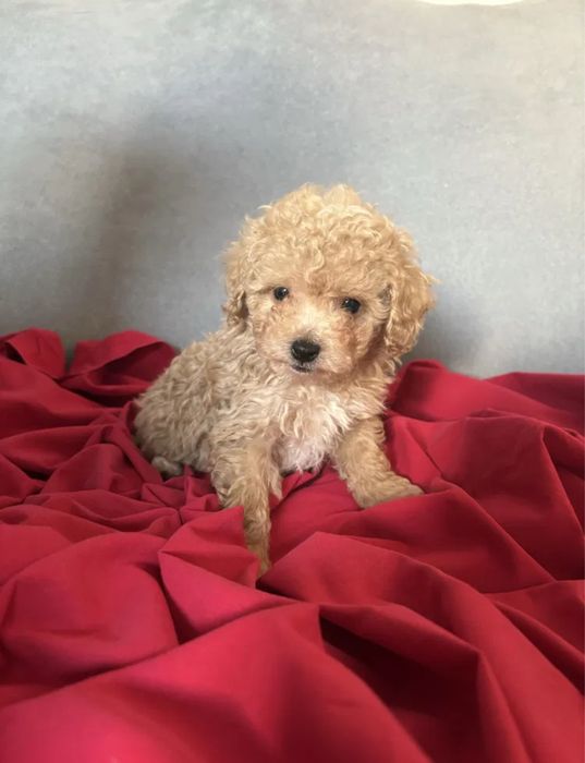 Сделана по возрасту обработка и прививки! Мини Мальтипу ф1 Мальтипу ф2