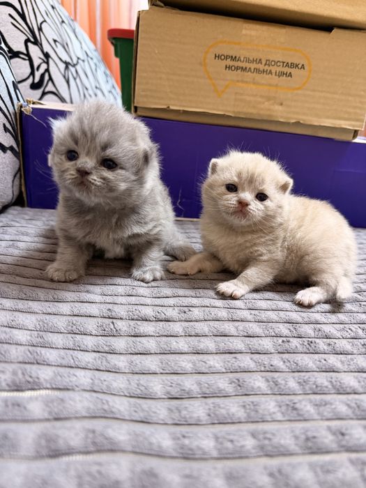 Шотландскі котята
