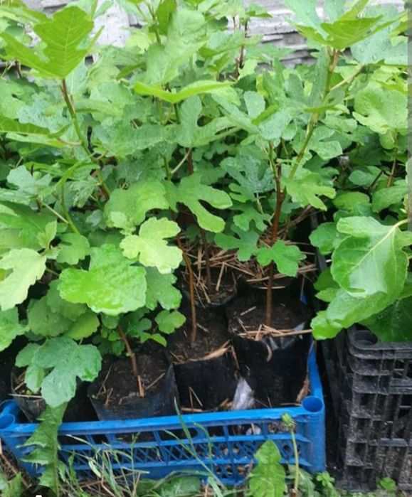саженцы туя ели сосны цветы кустарники черенки инжира киви гранат