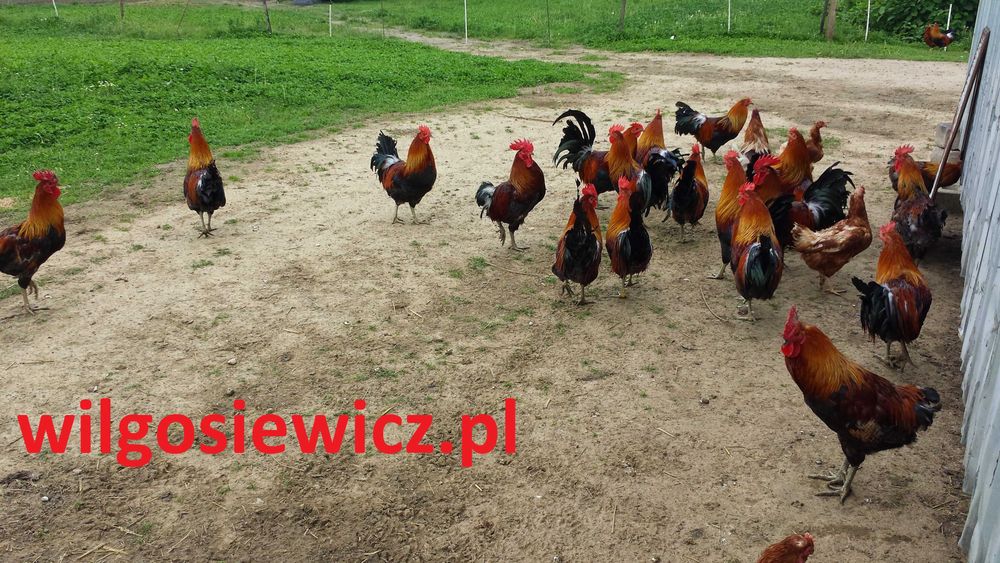 kogut odchowany dowóz gratis