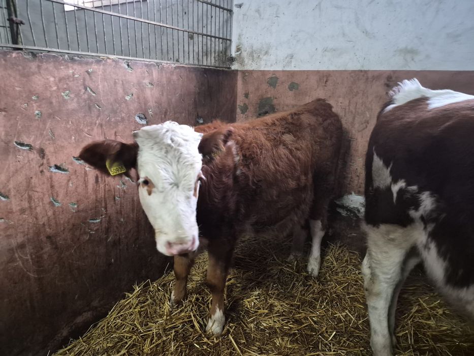 Byczek i jałówka simental