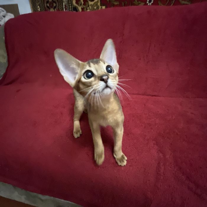 Абиссинские котята.