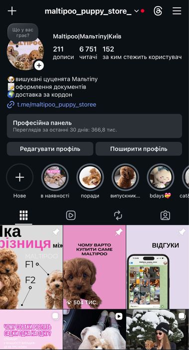 Boy&Girl Maltipoo Мальтипу VIP