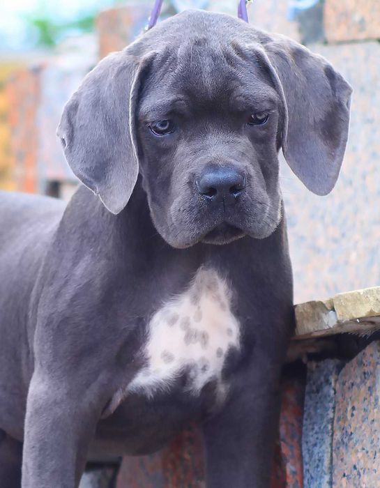 Масивне цуценя від шикарної пари. Елітні крові